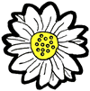 Oxeye Daisy