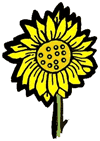 Sunflower Clipart