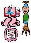 Human Digestive System Clipart