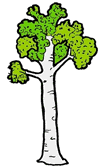 Birch Tree Clipart