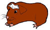 Guinea Pig