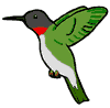 Humming Bird