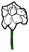 Gardenia Clipart