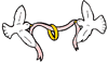 Doves Clipart