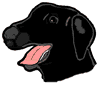 Black Labrador Retriever