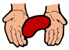 Kidney Clipart