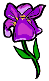 Iris Clipart