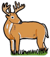 Deer