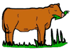 Cow Munching Grass
