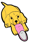Labrador Puppy Chewing on Slipper