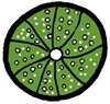 Sea Urchin