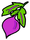 Beet