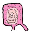 Large Intestines Clipart