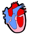 Human Heart Clipart