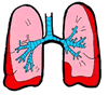 Lungs Clipart