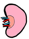 Kidney Clipart