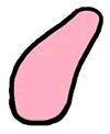 Liver Clipart