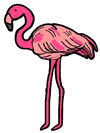 Pink Flamingo