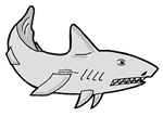 Shark
