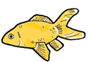 Goldfish