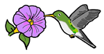 Hummingbird at Morning Glory 