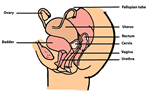 Female Reproductive System Clip Art