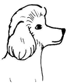 Poodle Clipart