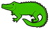 Alligator