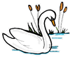 Swan