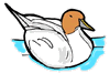 Duck