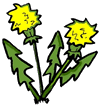 Dandelion Clipart