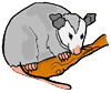 Possum