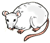 White Mouse