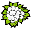 Cauliflower