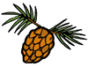 Pine Cone Clipart