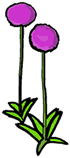 Allium Giganteum Flower Clipart