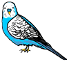 Parakeet