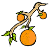Oranges on Branch
