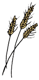 Wheat Clipart