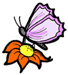 Purple Butterfly on Orange Flower