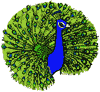 Male Peacock