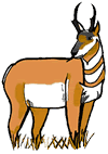 Antelope