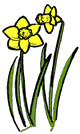 Daffodils