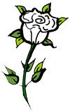 White Rose