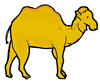 Camel
