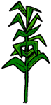 Corn Stalk Clipart