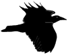 Black Crow