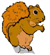 Squirrel