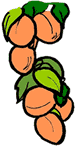 Apricot Branch