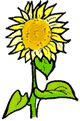 Sunflower Clipart